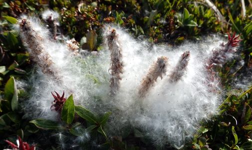 ...  a také arktická vrba