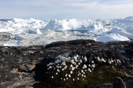 Na břehu fjordu v blízkosti ker rostl suchopýr.