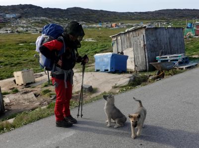 V okolí Ilulissatu jsou stovky psů, kteří se v zimě používají v psích spřeženích.