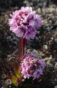... a také mnoho dalších květin - například  viscaria alpina - smolnička.