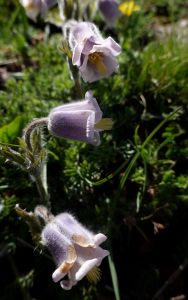 Pulsatilla armena - koniklec arménský