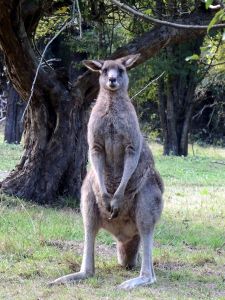 Klokanů žije v jihovýchodní Austrálii hodně. Někdy je problém při jízdě autem je nesrazit.