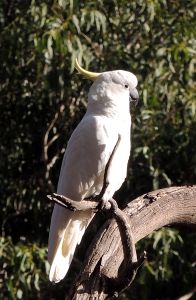 Kakadu žlutočečelatý