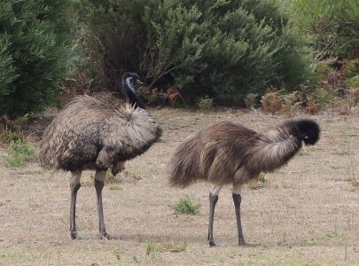 Emu hnědý je příbuzný kasuárům.