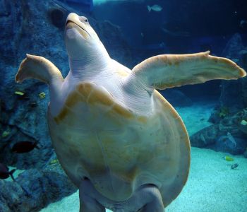 V akváriu v Sydney je možné pozorovat obří želvy - karety obecné (Caretta caretta), známé také jako karety velkohlavé. Jsou to největší želvy s tvrdou skořápkou na světě.