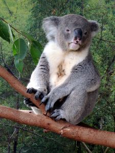 Koalu jsme v přírodě neviděli, pouze ve Wild Life Parku.