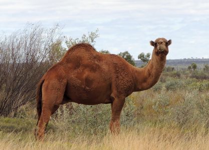 V Austrálii žijí i velbloudi.