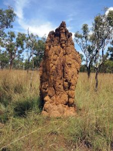 Termitiště v Kakadu NP