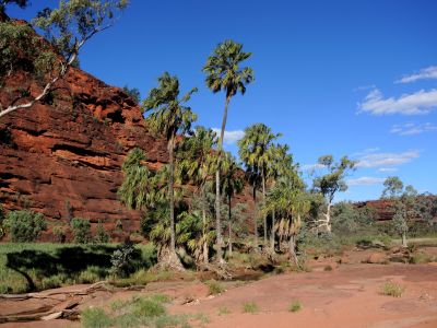 Livistona mariae – Palm Valley je jediné místo ve Střední Austrálii, kde roste tato palma.