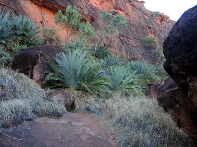 Macrozamia macdonnellii, je druh cykasu z čeledi zamiovité (Zamiaceae). Jako jediný druh makrozamie je endemický ve střední Austrálii. Roste na jihu Northern Teritory v pohoří MacDonnell Ranges, které tomuto cykasu dalo jméno.