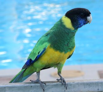 Papoušek australský kroužkový (Barnardius zonarius), známý také jako papoušek Port Lincoln nebo Twenty-eight parrot.  Je to velký papoušek, který se vyskytuje pouze v Austrálii. 