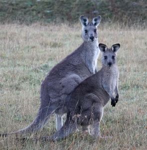 Klokanů žije v jihovýchodní Austrálii hodně. Někdy je problém při jízdě autem je nesrazit.