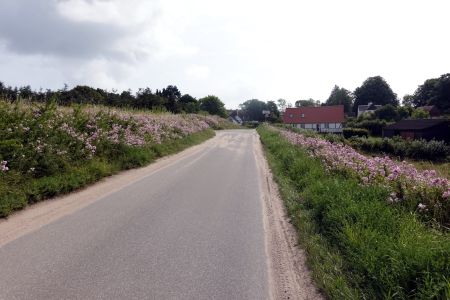 Silnice obklopená spoustou květin na ostrově Møn