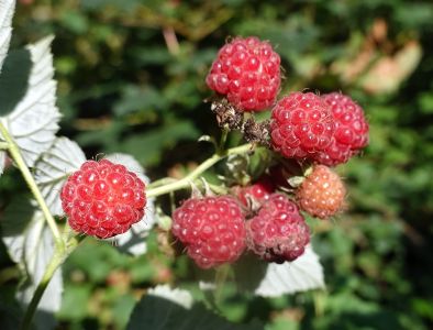Na vrchole mohyly rostly obrovské maliny. Parádně jsem se na nejvyšším bodě Dánska napásl.