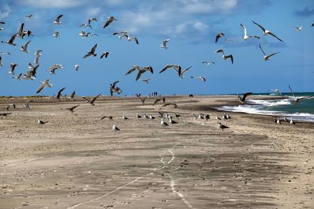 s hejnem racků nad hlavou.