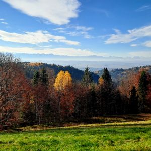 Podzimní šat stromů na hřebeni.