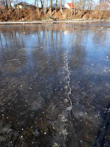 Tady prošla nutrie.