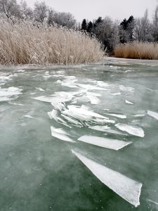 Kry čouhají z ledu.