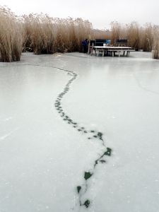 Při svačině zjišťujeme, kdo udělal tyto stopy v ledu.