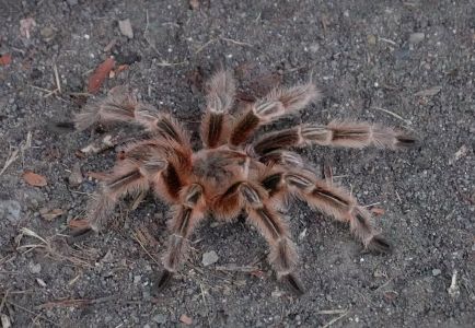 Jediným naším sousedem byla tarantule.