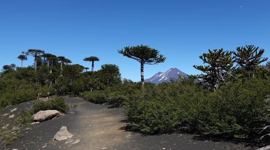 Na hřebeni Sierry Nevada se konečně objevují proslulé výhledy přes araukárie na Volcán Llaima