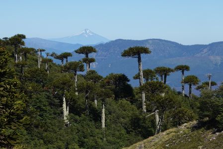 Pohled přes araukárie tentokrát na Volcán Villarrica