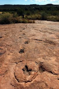 Tudy se procházel tříprstý dinosaurus  Saurichnium damarense.
