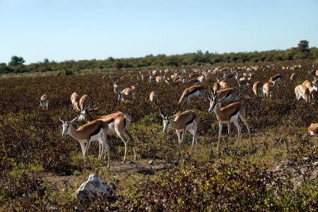 V národním parku Etosha jsme nejdříve pozorovali velká stáda antilop skákavých.
