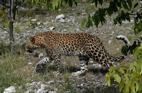 ˇUžasným zážitkem bylo setkání s leopardem.