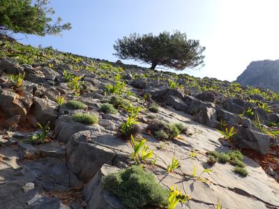 Borovice kalábrijská (Pinus brutia)