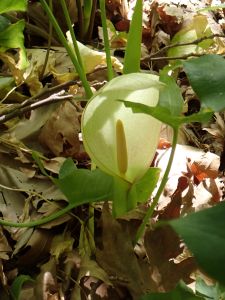 Áron krétský (Arum creticum) - žlutá forma drakovce