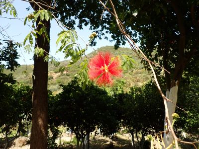 Z botanické zahrady v Chanii: Calliandra