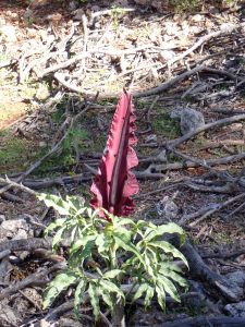 Drakovec obecný (Drarcunulus vulgaris) - prudce jedovatý