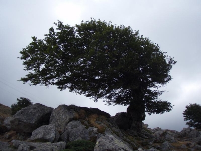 Pro Korziku typicky strom