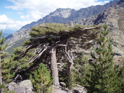 Dalsi ze starych stromu